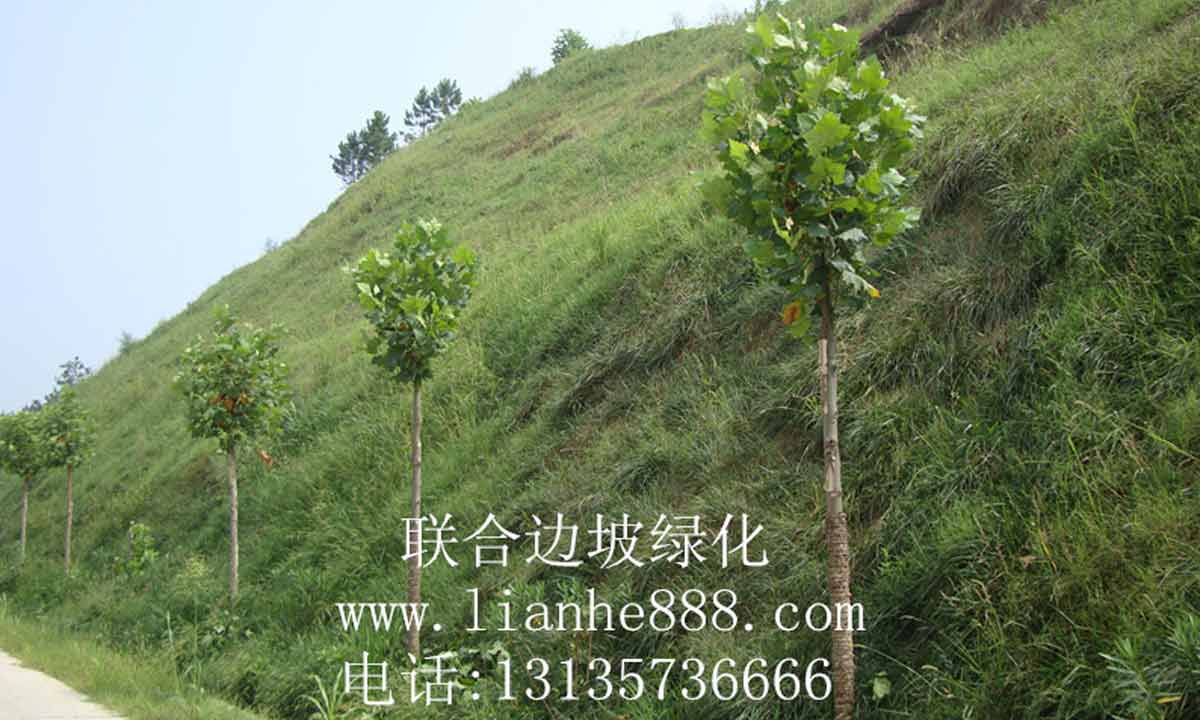 灌草植物在邊坡防護(hù)中的作用